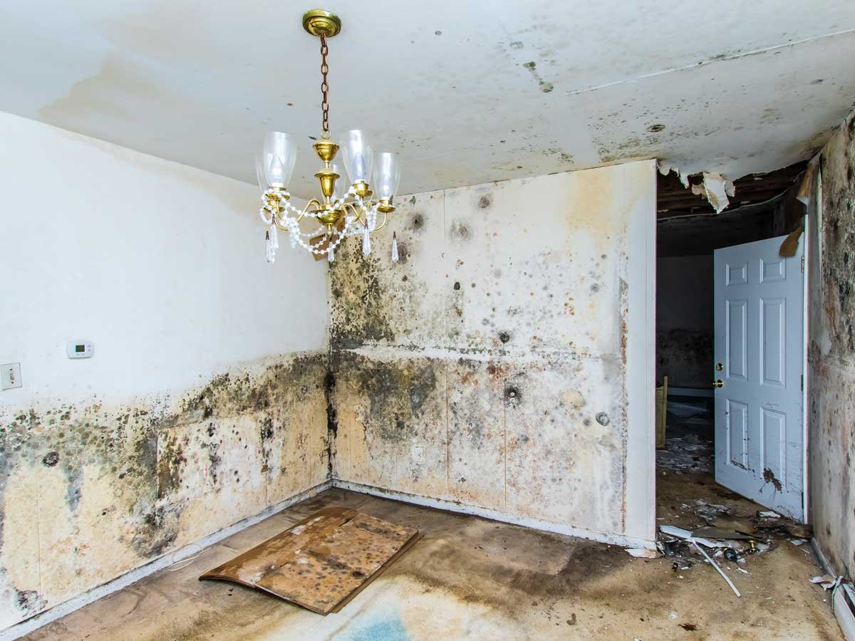 Fix Water Damage Fast with Local Experts